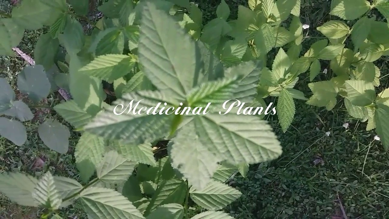 Sida acuta VS Sida cordifolia | 