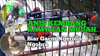 Tips Perawatan Harian Anis Kembang cepat gacor dan Ngerol!!!