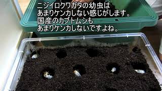 ニジイロクワガタ　幼虫飼育　マット飼育　多頭飼育