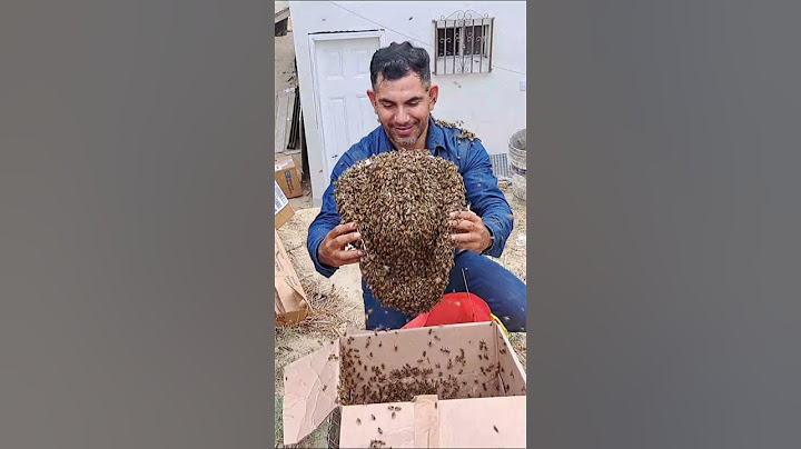 bees herald #beehat hat covered in bees @beescreator #beesherald idaly Romero