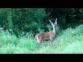 Young red stag. (Jeleník - špicér.)