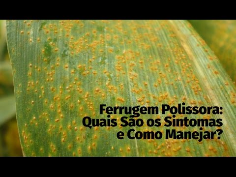 Vídeo: O que é a ferrugem do milho - dicas para prevenir e tratar a doença da ferrugem do milho