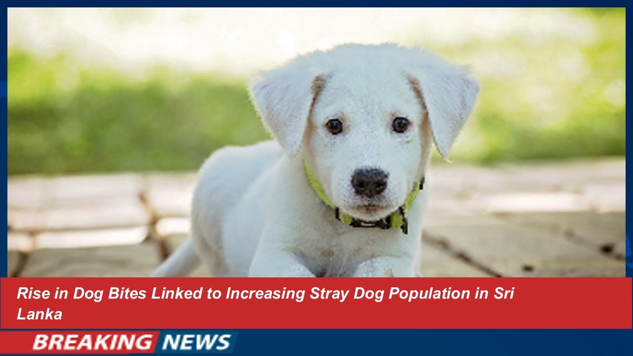 Rise in Dog Bites Linked to Increasing Stray Dog Population in Sri Lanka