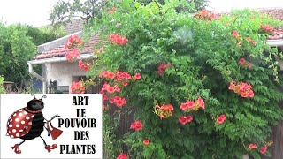 Jardinage: Bignone: Taille et entretien: Plante vivace