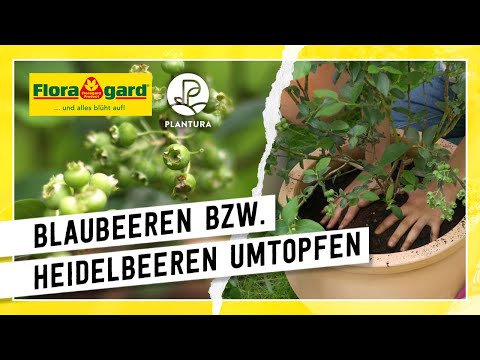 Video: Schwefel Für Heidelbeeren: Verwendung Von Kolloidalem Und Körnigem Gartenschwefel Zur Fütterung Im Herbst Und Frühjahr