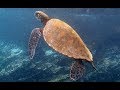 Scenes from Galapagos in 4K part 5: Floreana