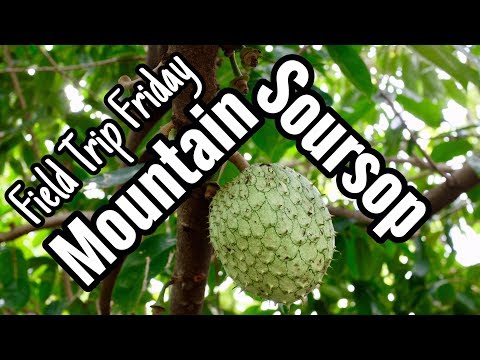 Field Trip Friday- All About Mountain Soursop