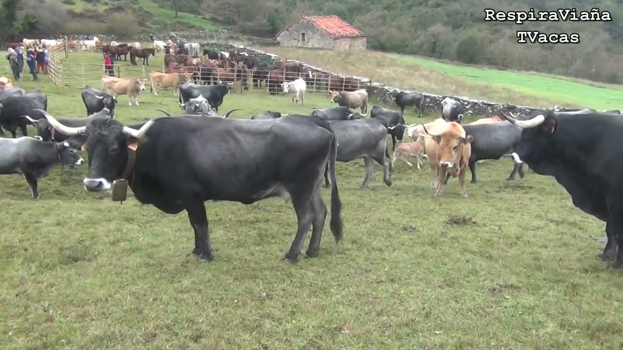 feria de Collado de Hoz 26 10 2024