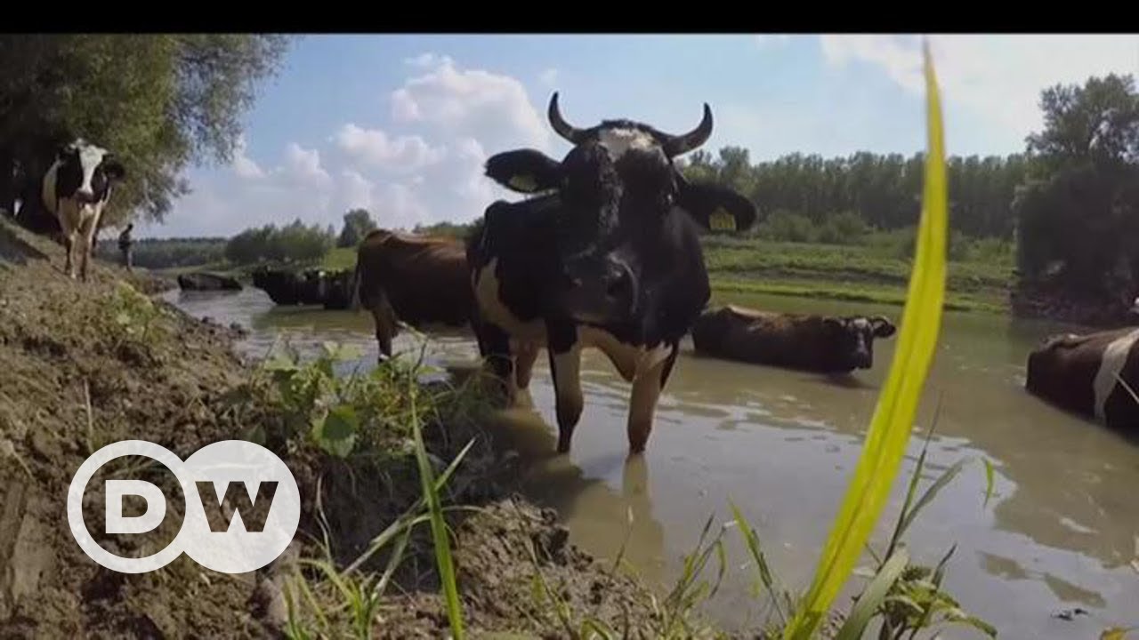 Зміни клімату і Україна: до чого тут 