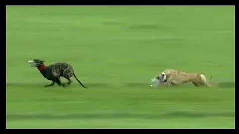 Irish Coursing Derby 2025
