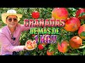 HUERTO DE GRANADAS QUE PARECEN TORONJA | Fruta de la fecundidad | Producimos más de 14 mil toneladas