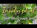 Insulin Plant. Can it lower blood sugar?