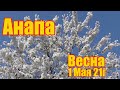 Анапа. Цветущая весна.