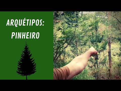 Vídeo: O que come um pinheiro?