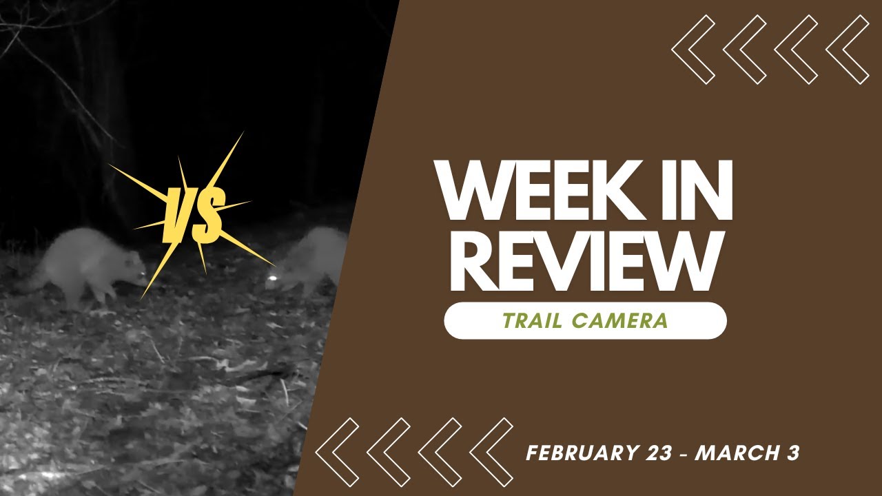 Bully Racoon Wastes No Time Mixing it Up! - Weekly Review | Trail ...