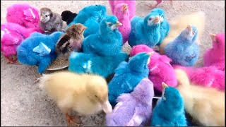 Menangkap ayam lucu, ayam warna warni, ayam rainbow, bebek, angsa, ikan hias, Colorful Ducks p383