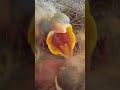 4th egg still hasn’t hatched in the robins nest