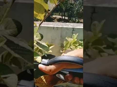 Video: Er Guava LoadingCache-tråd sikker?