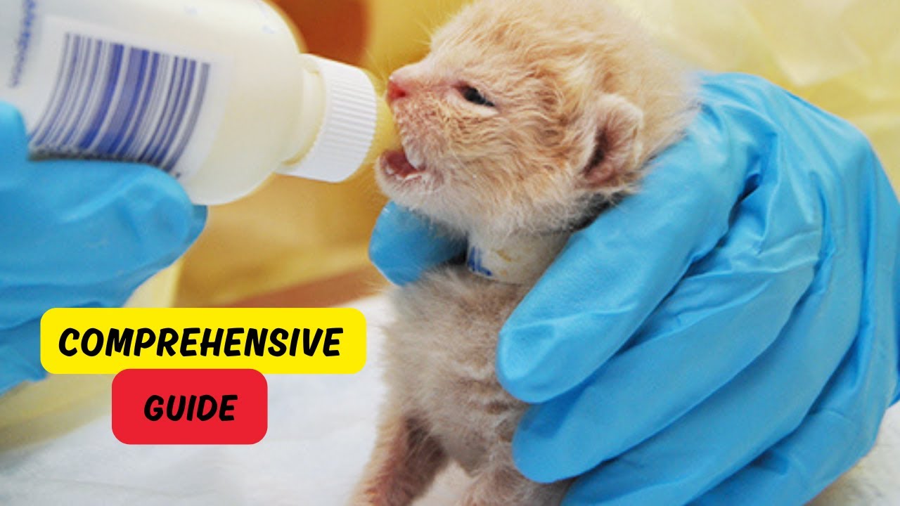 Comprehensive Guide to Feeding Your Kitten (Essential Tips) - YouTube