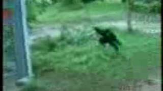 Haylaz Maymun Sakalasiyor