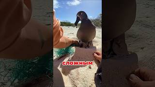 Шок! 😱 Мужчина спасает птицу из смертельной ловушки! 🐦 #птица