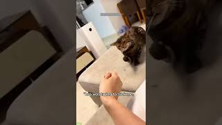 Drama Cat Opens The Door - Cute Animal Video Must Watch