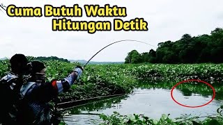 Rejeki Pemancing!!! Dapat Spot SARANG IKAN NILA || Tilapia Fishing