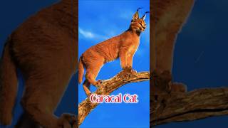 The Caracal Natures Ninja Cat