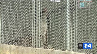 PetSmart suspends ties with local no-kill animal shelter: News 4 Investigates