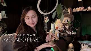 Grow Your Own Avocado Tree: Easy Step-by-Step Guide from Seed to Sprout!
