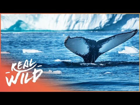 Sub-Zero Whale Hunting (Wildlife Documentary) | Hunting The Ice Whales documentary thumbnail