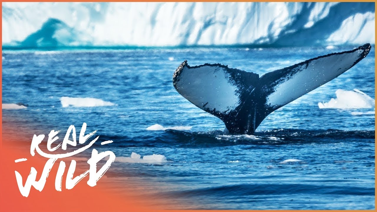 SubZero Whale Hunting (Wildlife Documentary) Hunting The Ice Whales
