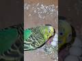 Australian parrot breeding pair #kanhaiyasir #parrot #parrotfoodlist #birds #budgies