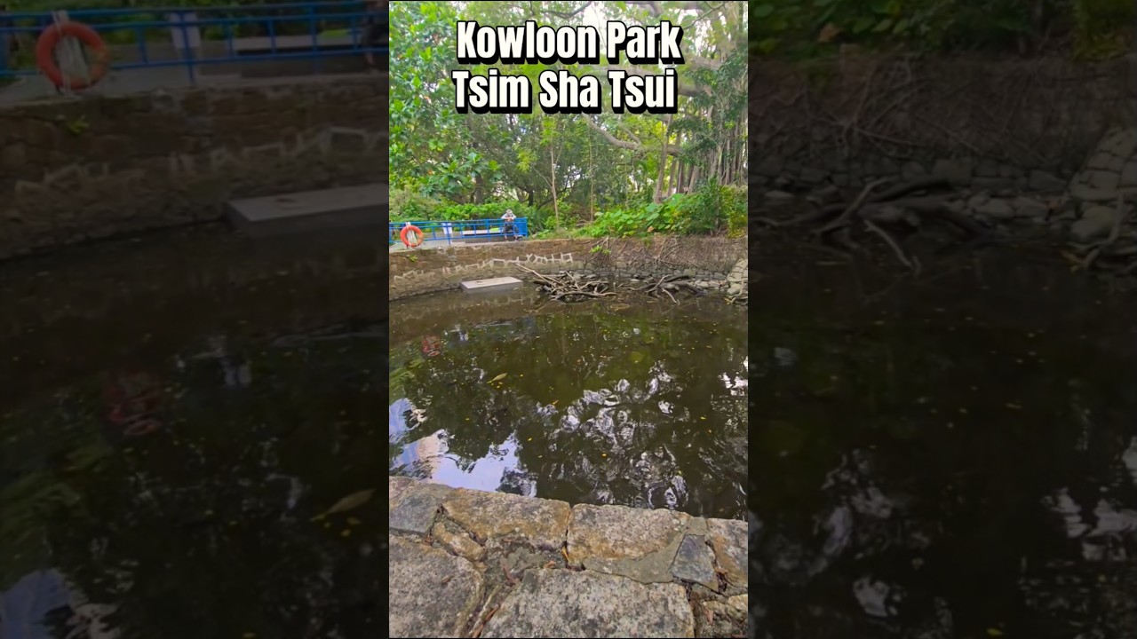 Kowloon Park #tsimshatsui #hongkong #hk #hklife #asia #travelvlog #vlog #park #kowloon #kowloonpark