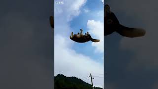 Funny, animals also have emotions, share interesting videos, boo absurd videos