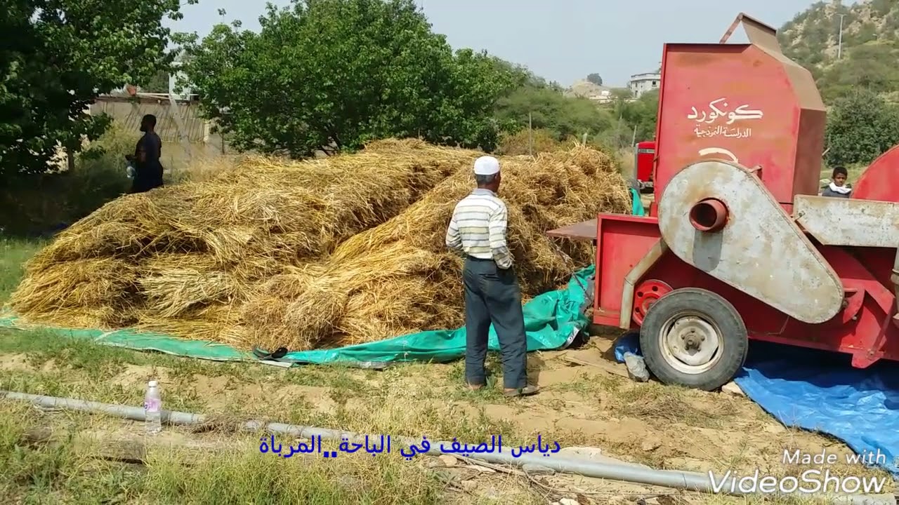 الباحة... دياس القمح ( الصيف)