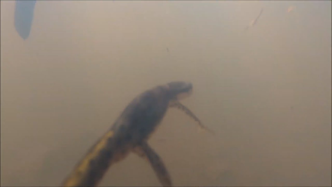 Herping for newts!! | Herping 2019 Episode 1