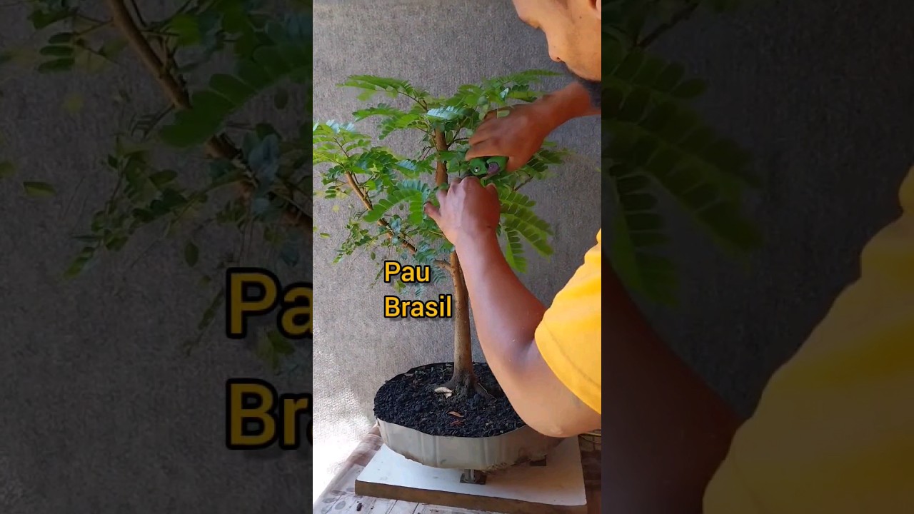 Estruturação e limpeza, pré bonsai de Pau-brasil. 