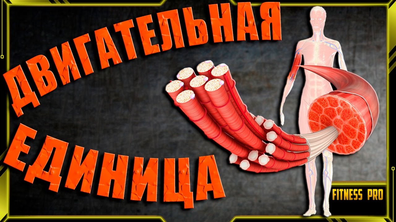 Двигательная моторная единица