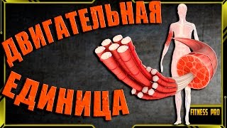 Видео ЧТО такое Двигательная единица и почему у новичков быстро растет сила (автор: Fitness Pro)