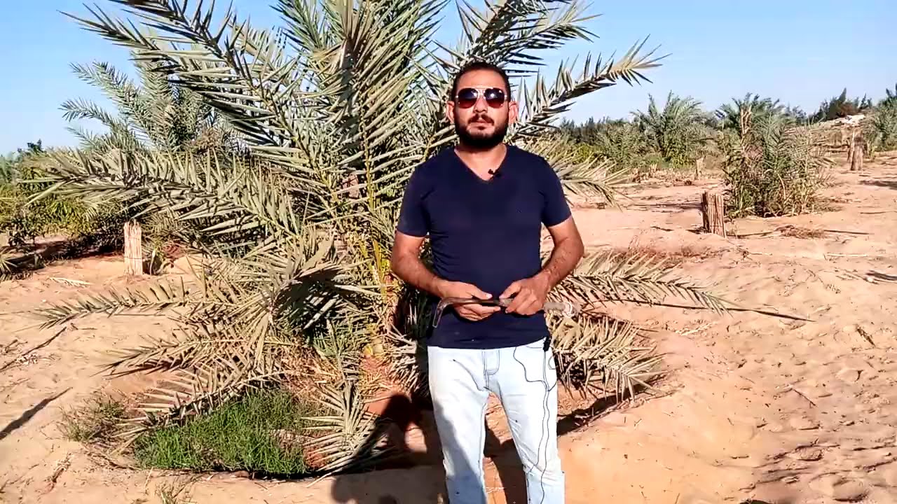 تقليم النخيل لموسم شتاء ٢٠٢٠/٢٠٢١،مع المهندس جوزيف بولس بالواحات البحرية