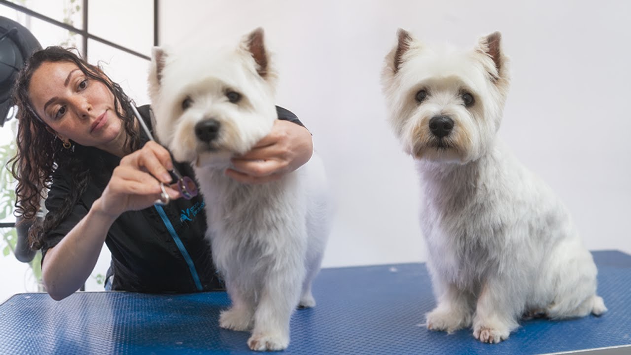 Westie Full Groom - Dog Grooming Tutorial (Clipped)