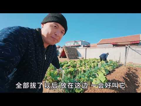 喷香哥回老家窖白菜 父子俩挖地窖拔大白菜 感受冬天农村的快乐 日常vlog 农村生活 我的乡村生活 乡愁记忆 一年又一年 每年都回老家跟着父亲一起窖白菜 窖的不是白菜 是这世间美好的记忆