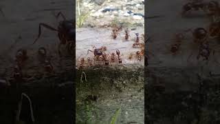 Ants (Hymenoptera: Formicidae) Subfamily Dorylinae. Cheliomyrmex Andicola  In Perú