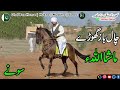 Brown Desi horse breed Best chalbaz horse dance.Subscribe my channal