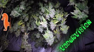 Grow Op Life!