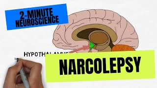 2-Minute Neuroscience: Narcolepsy by Neuroscientifically Challenged 65,885 views 2 years ago 1 minute, 59 seconds