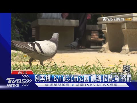 別再餵! 6/1起北市公園"餵鴿.松鼠.魚"將罰｜TVBS新聞