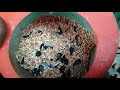 Pakan Burung Lovebird Saat Meloloh