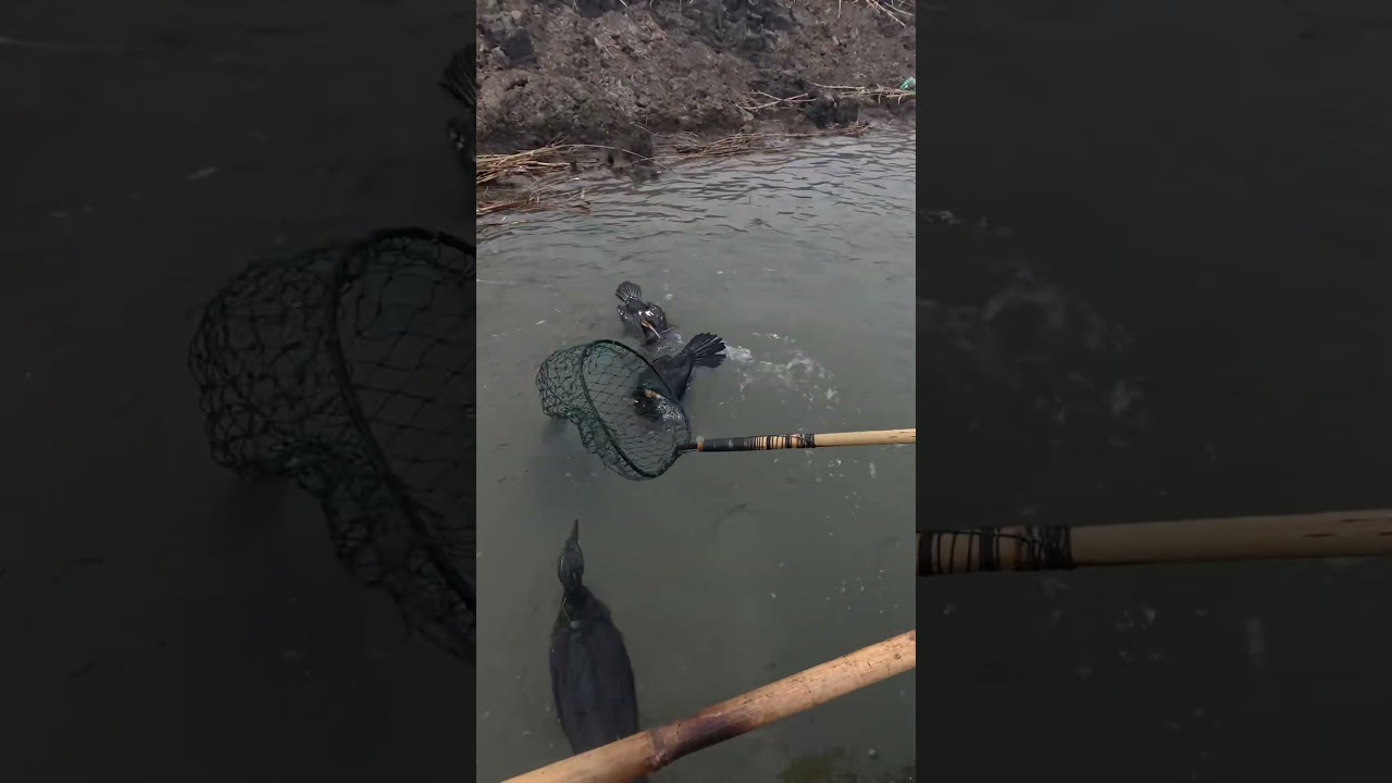 Chinese fishermen lead a flock of cormorants to hunt carp